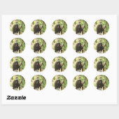 Bald Eagle Ronde Sticker (Vel)
