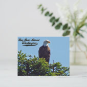 Bald Eagle San Juan Island, Briefkaart Washington (Staand voorkant)