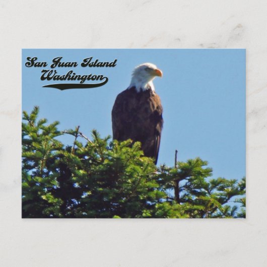 Bald Eagle San Juan Island, Briefkaart Washington (Voorkant)