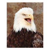 Bald Eagle Screech Foto Afdruk (Voorkant)