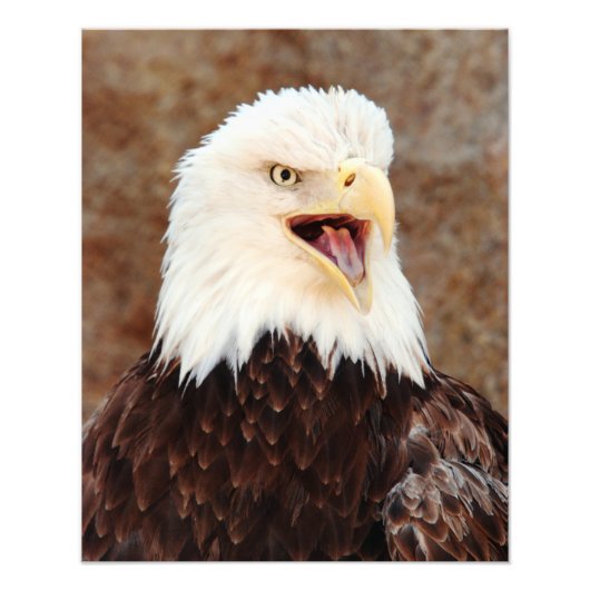 Bald Eagle Screech Foto Afdruk (Voorkant)