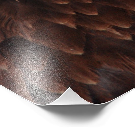 Bald Eagle Screech Foto Afdruk (Hoek)