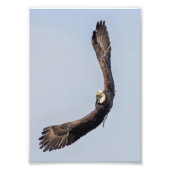 Bald Eagle Sky Carving Foto Afdruk (Voorkant)