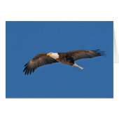 Bald Eagle Sky High (Voorkant Horizontaal)