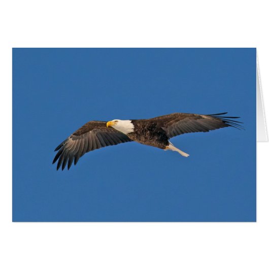 Bald Eagle Sky High (Voorkant Horizontaal)