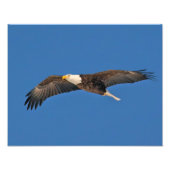 Bald Eagle Sky High Foto Afdruk (Voorkant)