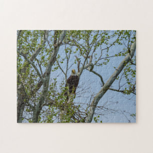 Bald Eagle Smile Legpuzzel