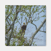 Bald Eagle Smile Magneet (Voorkant)
