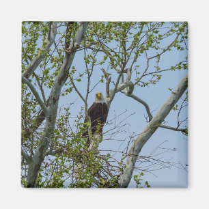 Bald Eagle Smile Magneet