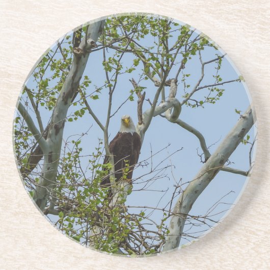 Bald Eagle Smile Zandsteen Onderzetter (Voorkant)
