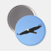 Bald Eagle Soar Magneet (Voorkant / Achterkant)