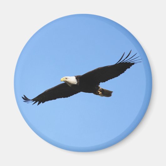 Bald Eagle Soar Magneet (Voorkant)