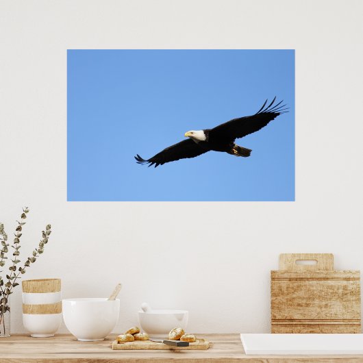 Bald Eagle Soar Poster (Keuken)