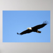 Bald Eagle Soar Poster (Voorkant)