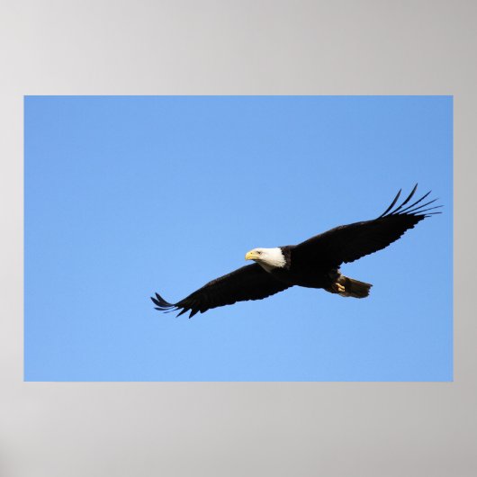 Bald Eagle Soar Poster (Voorkant)