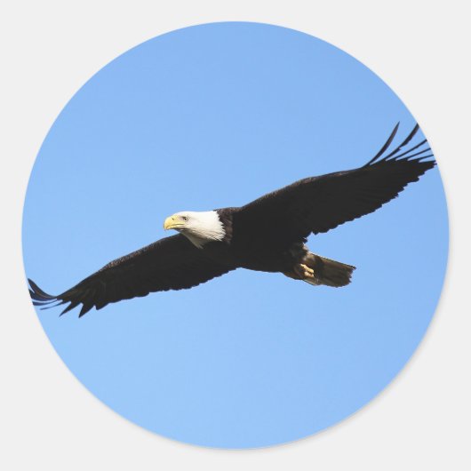 Bald Eagle Soar Ronde Sticker (Voorkant)