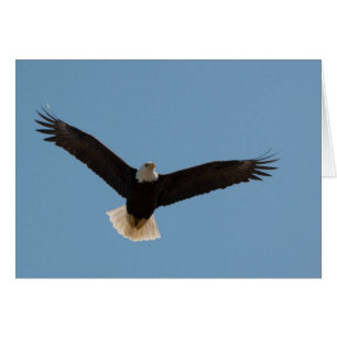 Bald Eagle Soaring