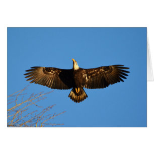 Bald Eagle Soaring1