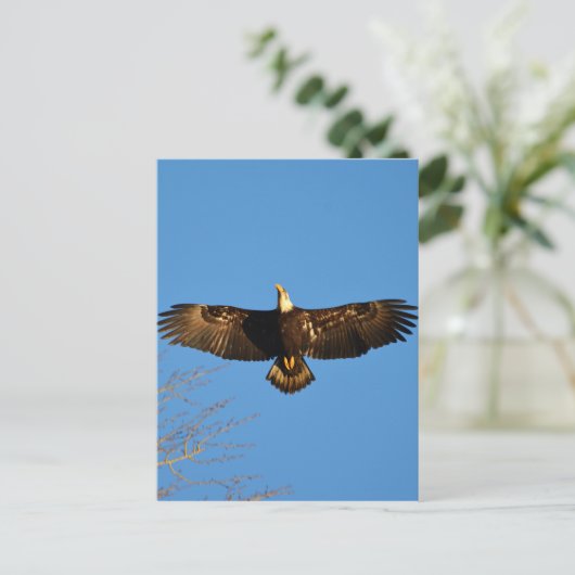 Bald Eagle Soaring1 Briefkaart (Staand voorkant)