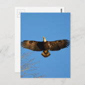 Bald Eagle Soaring1 Briefkaart (Voorkant / Achterkant)