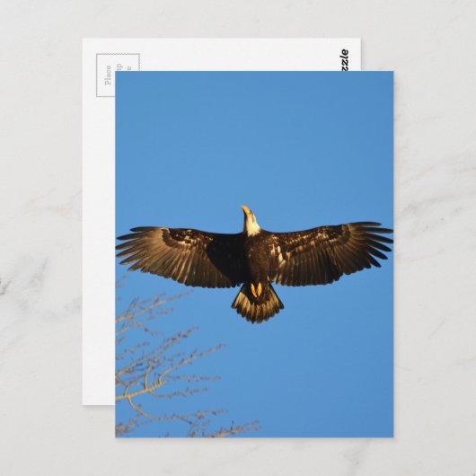 Bald Eagle Soaring1 Briefkaart (Voorkant / Achterkant)