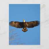Bald Eagle Soaring1 Briefkaart (Voorkant)