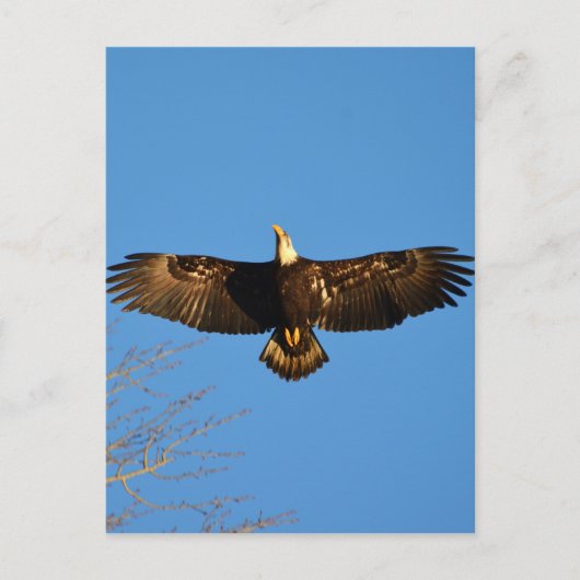 Bald Eagle Soaring1 Briefkaart (Voorkant)
