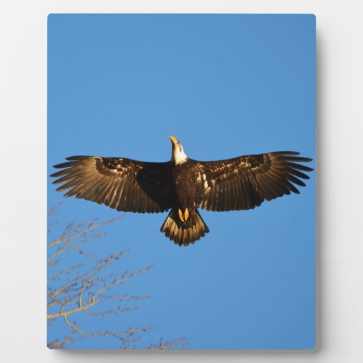 Bald Eagle Soaring1 Fotoplaat (Voorkant)