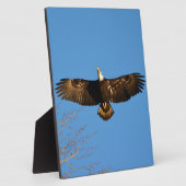 Bald Eagle Soaring1 Fotoplaat (Zijkant)
