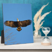 Bald Eagle Soaring1 Fotoplaat (Zijkant)