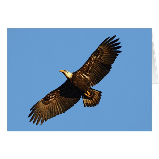 Bald Eagle Soaring 2 (Voorkant Horizontaal)