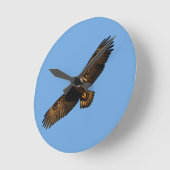 Bald Eagle Soaring 2 Ronde Klok (Hoek)