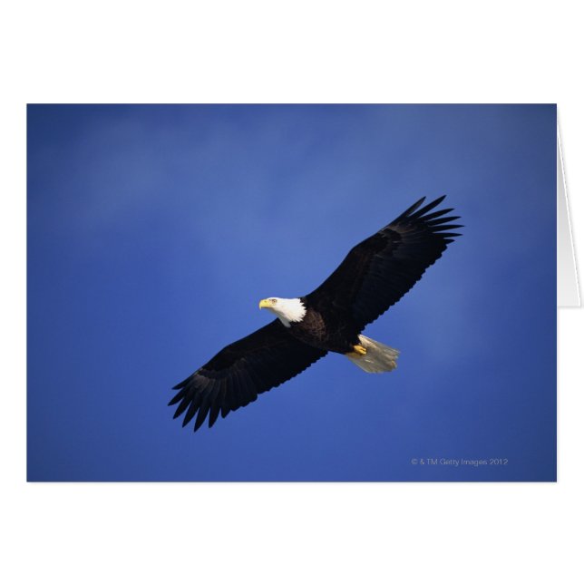 Bald eagle soaring, Alaska (Voorkant Horizontaal)