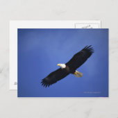 Bald eagle soaring, Alaska Briefkaart (Voorkant / Achterkant)