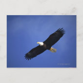 Bald eagle soaring, Alaska Briefkaart (Voorkant)
