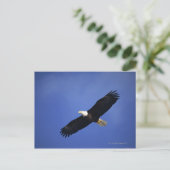 Bald eagle soaring, Alaska Briefkaart (Staand voorkant)