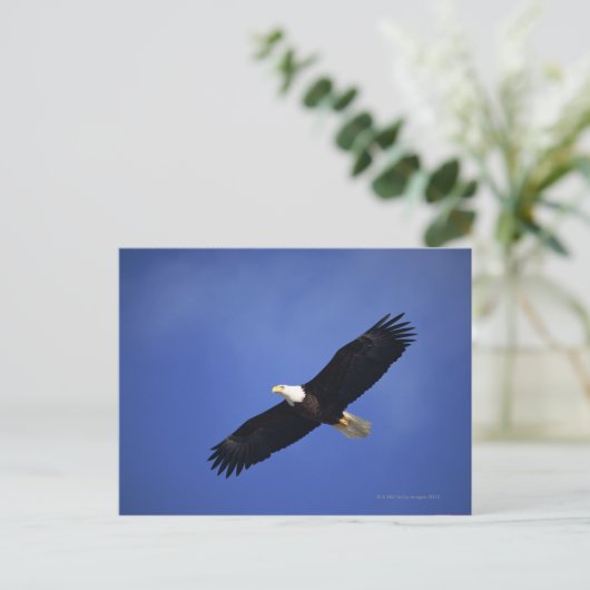 Bald eagle soaring, Alaska Briefkaart (Staand voorkant)