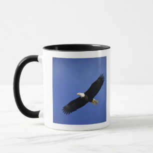 Bald eagle soaring, Alaska Mok