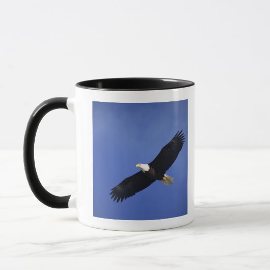 Bald eagle soaring, Alaska Mok (Links)