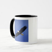 Bald eagle soaring, Alaska Mok (Voorkant links)