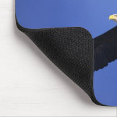 Bald eagle soaring, Alaska Muismat (Hoek)