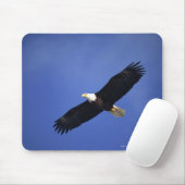 Bald eagle soaring, Alaska Muismat (Met muis)