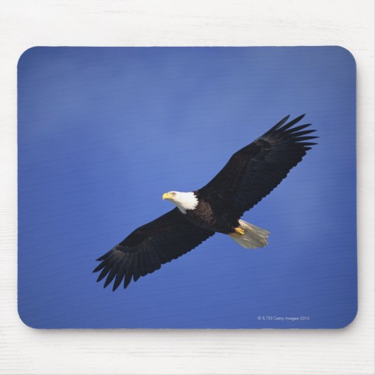 Bald eagle soaring, Alaska Muismat (Voorkant)
