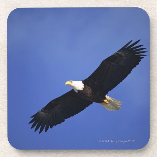 Bald eagle soaring, Alaska Onderzetter (Voorkant)