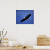 Bald eagle soaring, Alaska Poster (Keuken)