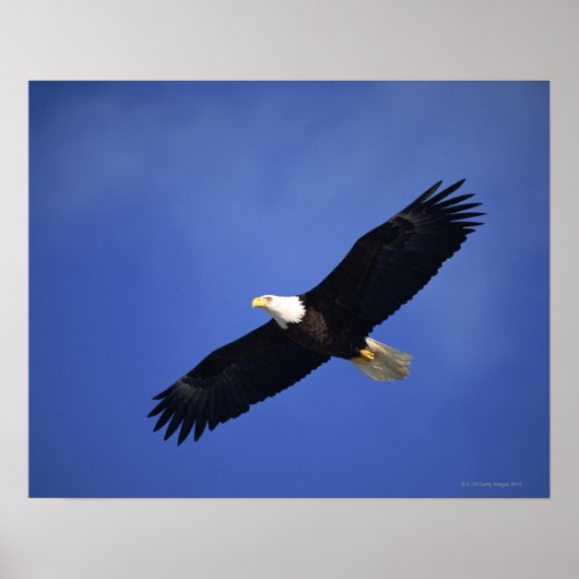 Bald eagle soaring, Alaska Poster (Voorkant)