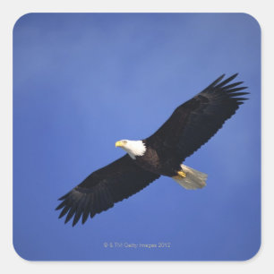 Bald eagle soaring, Alaska Vierkante Sticker