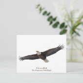 Bald Eagle Soaring Briefkaart (Staand voorkant)