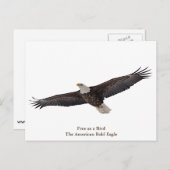Bald Eagle Soaring Briefkaart (Voorkant / Achterkant)