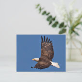 Bald Eagle Soaring Briefkaart (Staand voorkant)